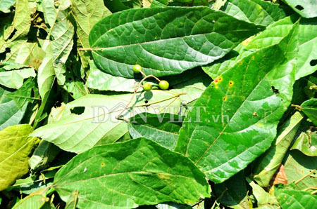 Cận[-]cảnh[-]lá[-]Chu[-]Ka[-]bị[-]ồ[-]ạt[-]thu[-]gom